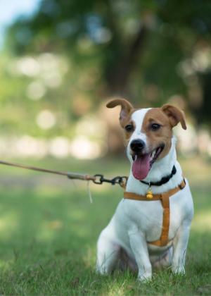 relaiscortecavalli it pet-friendly 005